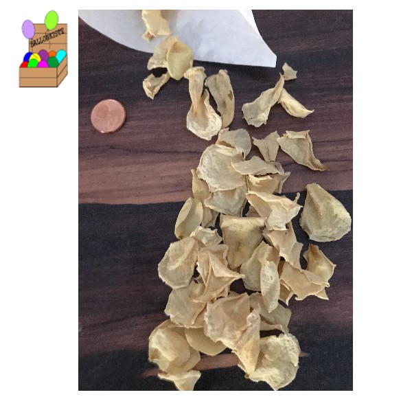 Blüten Kletterrose creme