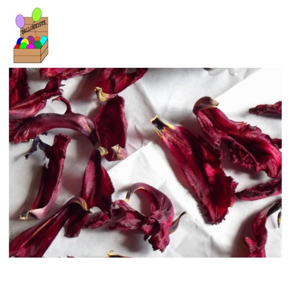 Blüten Tulpe rot